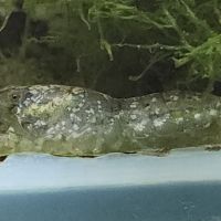 Lot de 6 ecrevisse  naine cambarellus texanus #0