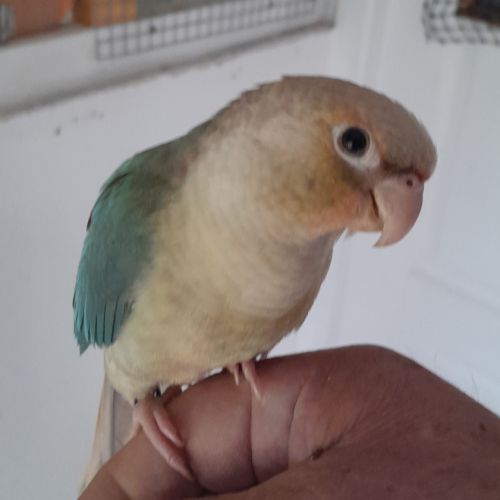 Conure molinae couple