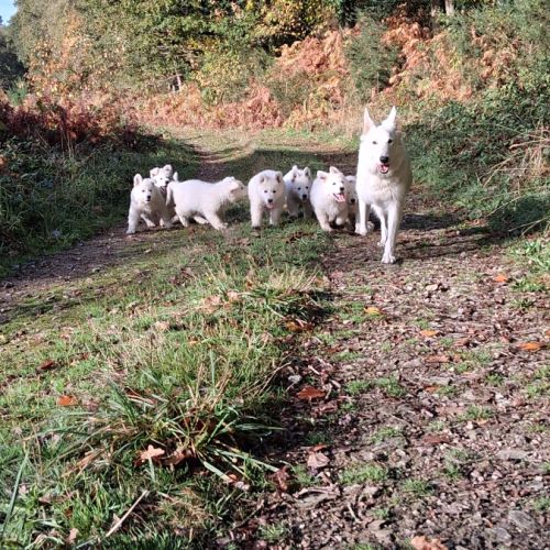Bébé berger blanc suisse #1