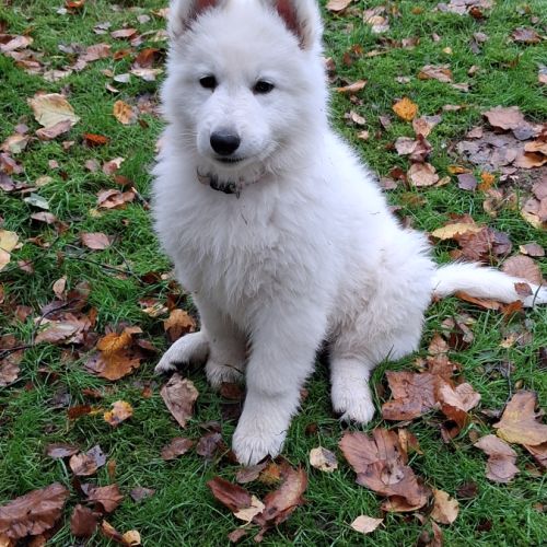 Bébé berger blanc suisse