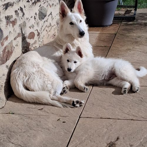 Bébé berger blanc suisse #3