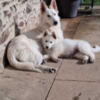 Bébé berger blanc suisse #3