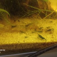 Crevettes blue velvet