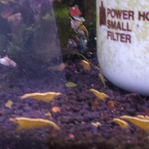 Lot de 6 crevette yellow neon qualité extra #1