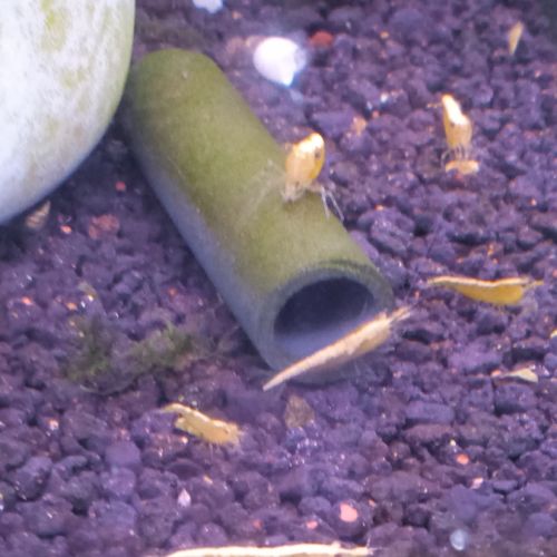 Lot de 6 crevette yellow neon qualité extra #3