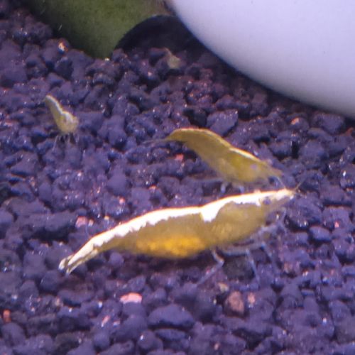 Lot de 6 crevette yellow neon qualité extra #9