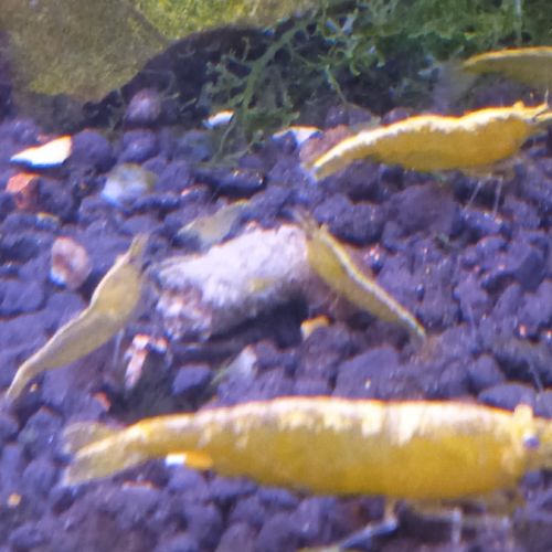 Lot de 6 crevette yellow neon qualité extra #10