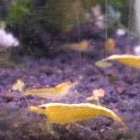 Lot de 6 crevette yellow neon qualité extra #2