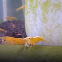 Lot de 6 crevette yellow neon qualité extra #4