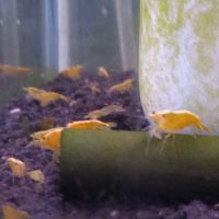 Lot de 6 crevette yellow neon qualité extra #5