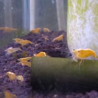 Lot de 6 crevette yellow neon qualité extra #6