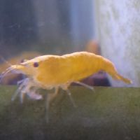 Lot de 6 crevette yellow neon qualité extra