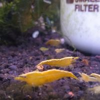 Lot de 6 crevette yellow neon qualité extra #8