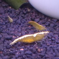 Lot de 6 crevette yellow neon qualité extra #9