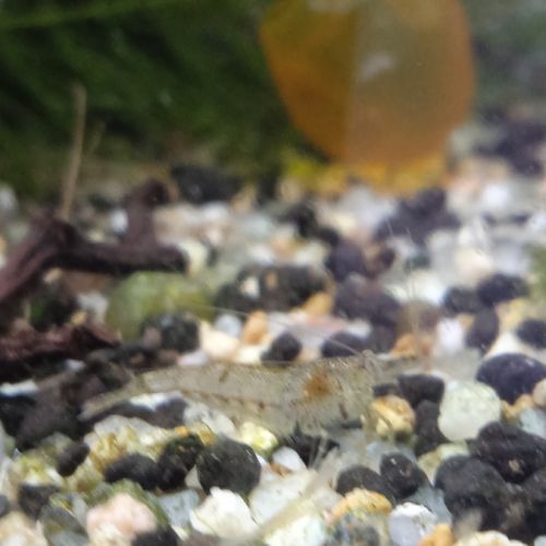 Lot de 12 crevette souche sauvage livraison gratui #1