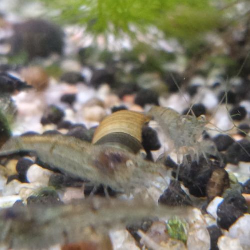 Lot de 12 crevette souche sauvage livraison gratui #4