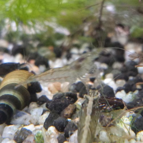 Lot de 12 crevette souche sauvage livraison gratui #5