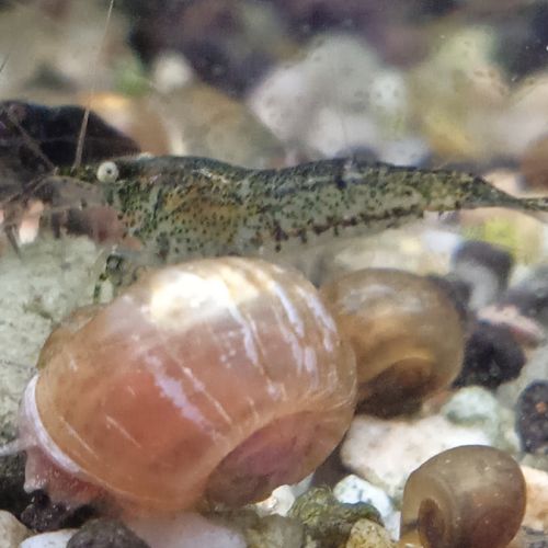 Lot de 12 crevette souche sauvage livraison gratui