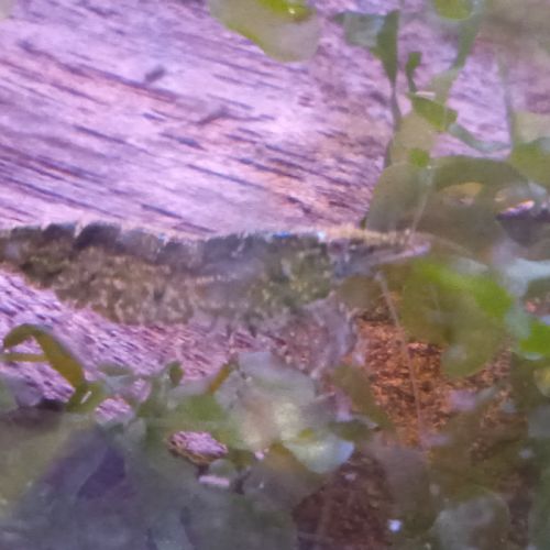 Lot de 12 crevette souche sauvage livraison gratui #9