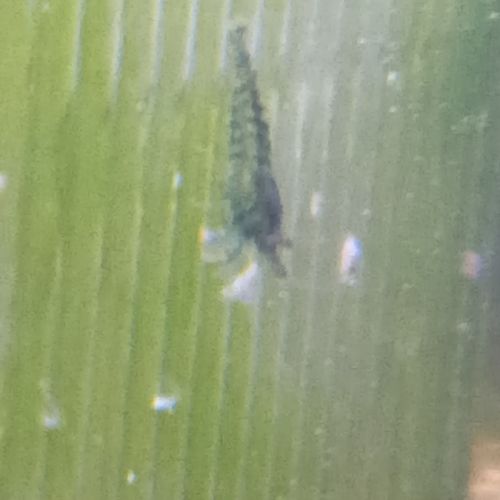 Lot de 12 crevette souche sauvage livraison gratui #10