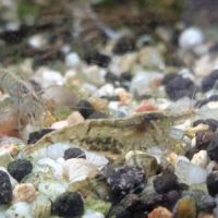 Lot de 12 crevette souche sauvage livraison gratui #2