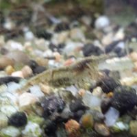 Lot de 12 crevette souche sauvage livraison gratui #3