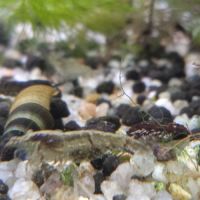 Lot de 12 crevette souche sauvage livraison gratui #6