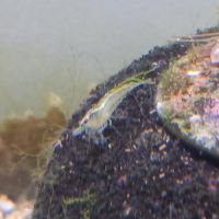 Lot de 12 crevette souche sauvage livraison gratui #8