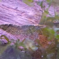 Lot de 12 crevette souche sauvage livraison gratui #9