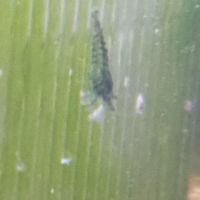 Lot de 12 crevette souche sauvage livraison gratui #10