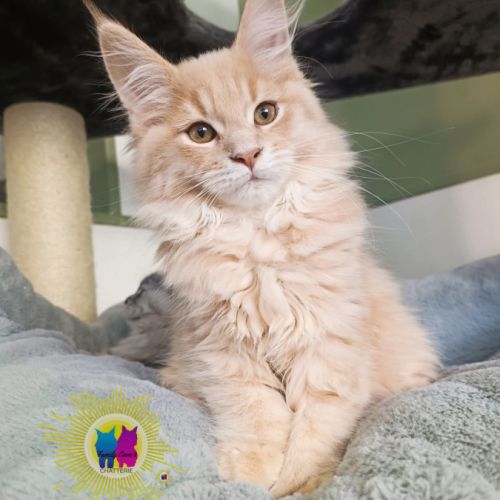 Chaton maine coon
