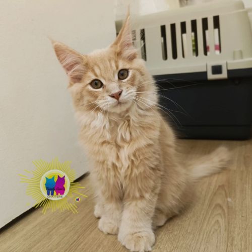 Chaton maine coon #2
