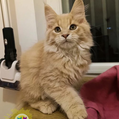 Chaton maine coon #3