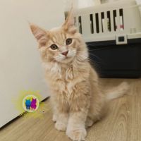 Chaton maine coon #2