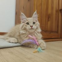 Chaton maine coon #4