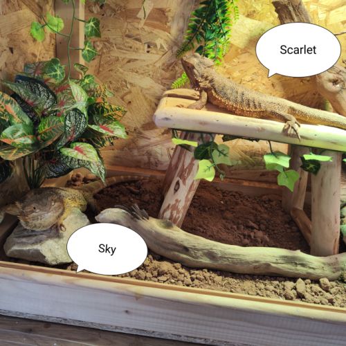 Terrarium 1m60 avec couple de pogonas #1