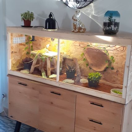 Terrarium 1m60 avec couple de pogonas #0