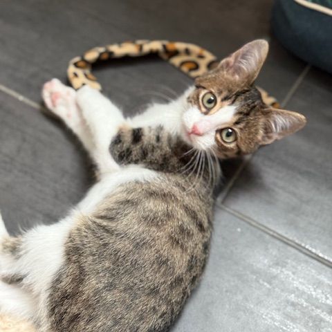 Bouchon -p'tit coeur à croquer ! #3