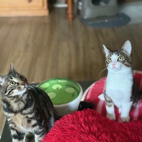 Bouchon -p'tit coeur à croquer ! #5