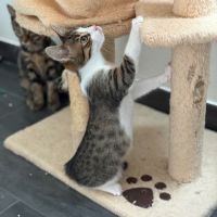 Bouchon -p'tit coeur à croquer ! #2