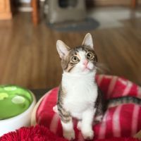 Bouchon -p'tit coeur à croquer ! #4