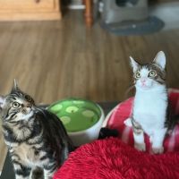 Bouchon -p'tit coeur à croquer ! #5