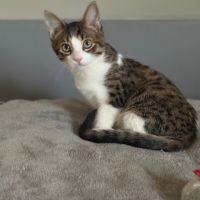 Bouchon -p'tit coeur à croquer !