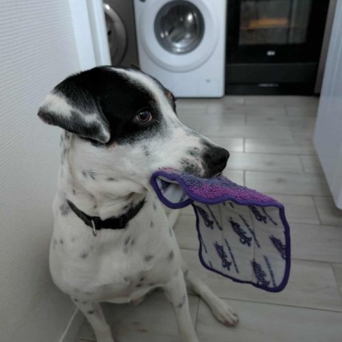 Vador l'adorable petit guerrier tripatte #1