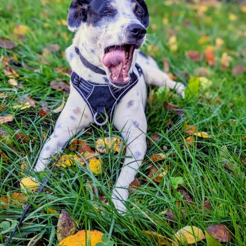 Vador l'adorable petit guerrier tripatte #7