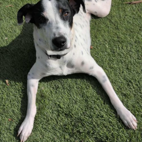 Vador l'adorable petit guerrier tripatte #9