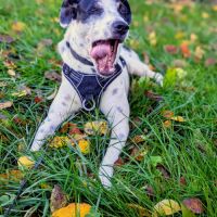 Vador l'adorable petit guerrier tripatte #7