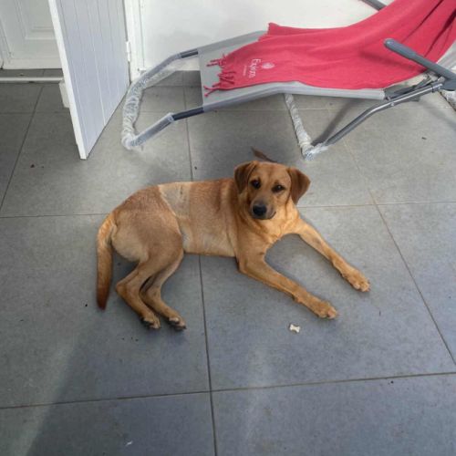 Dixy la joyeuse et dynamique louloute #7