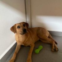 Dixy la joyeuse et dynamique louloute #1