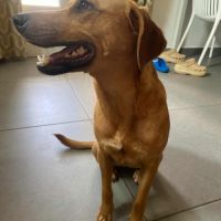 Dixy la joyeuse et dynamique louloute #4